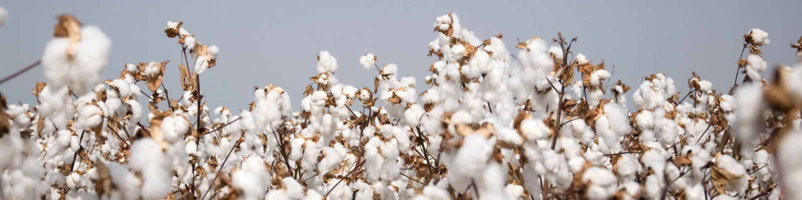 cotton farm